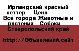 Ирландский красный сеттер. › Цена ­ 30 000 - Все города Животные и растения » Собаки   . Ставропольский край
